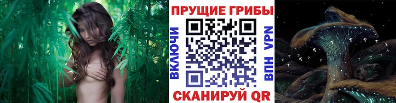 KRAKEN ТОР  Себеж  Галлюциногенные грибы мухоморы 